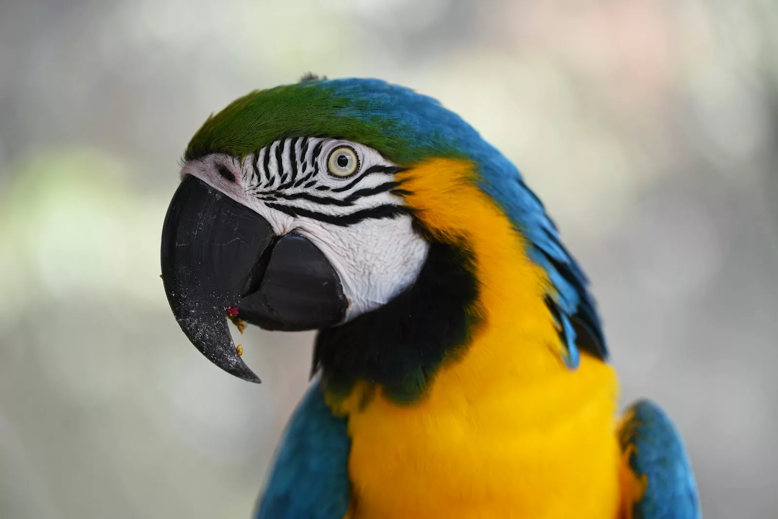 16 Intriguing Details About Parrots That Will Leave You Awestruck 1 parrots