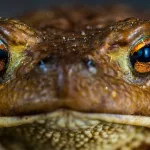 16 Surprising Facts About Frogs That Will Captivate Your Attention