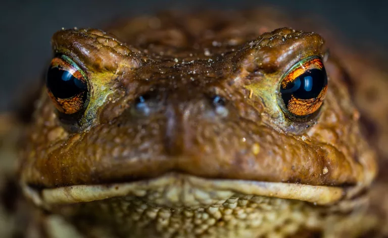 16 Surprising Facts About Frogs That Will Captivate Your Attention