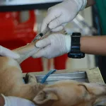 Essential Vaccinations for Puppies: A Complete Guide to Keeping Your Puppy Healthy