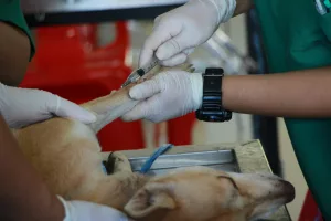 Essential Vaccinations for Puppies: A Complete Guide to Keeping Your Puppy Healthy