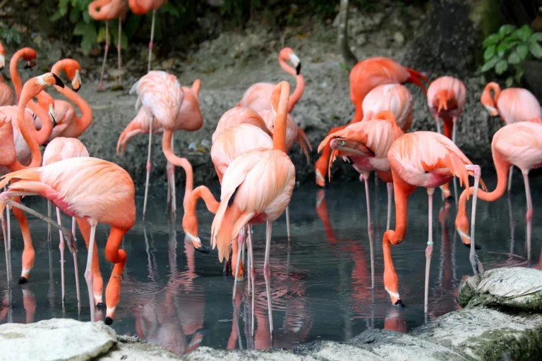 14 Remarkable Facts About Flamingos That Will Delight You