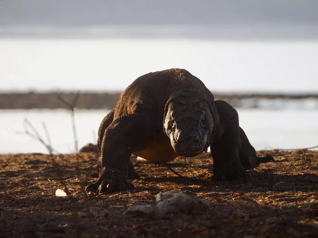14 Interesting Facts About Komodo Dragons That Will Blow Your Mind
