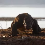14 Interesting Facts About Komodo Dragons That Will Blow Your Mind