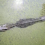 15 Remarkable Facts About Alligators That Will Change How You See Them