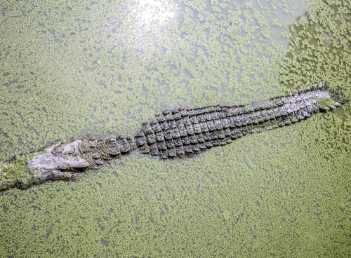 Alligators