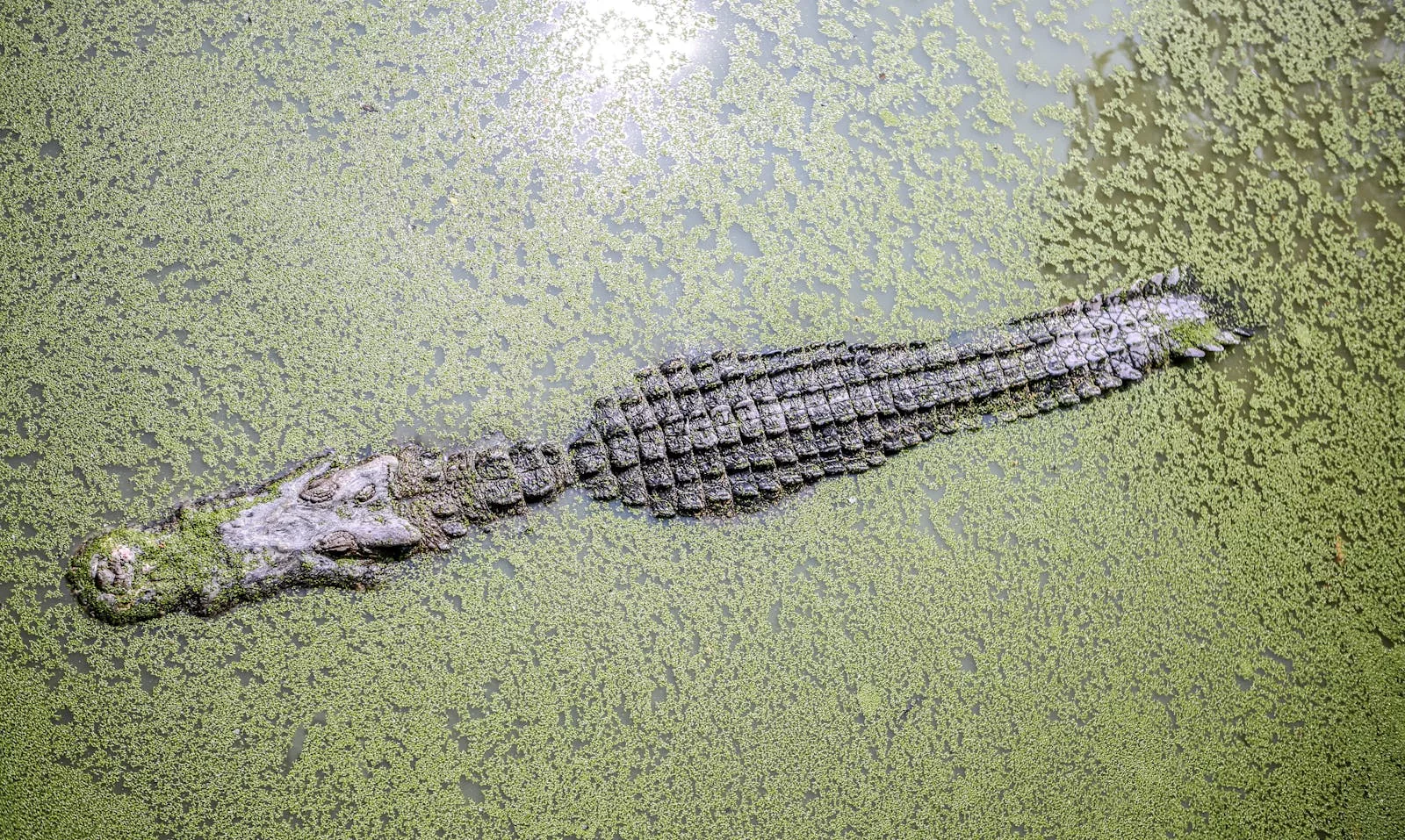 Alligators