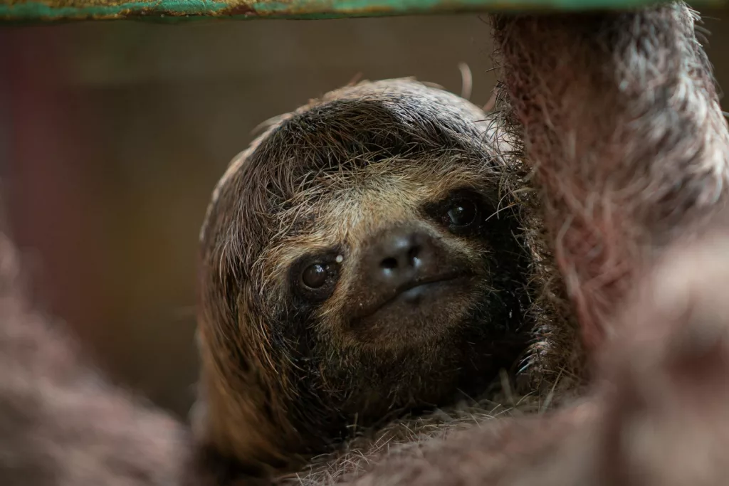15 Fascinating Facts About Sloths That Will Amaze You