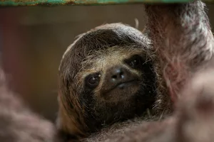 15 Fascinating Facts About Sloths That Will Amaze You