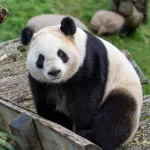 15 Interesting Facts About Giant Pandas That Will Fascinate You