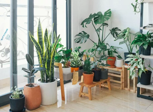 indoor plants