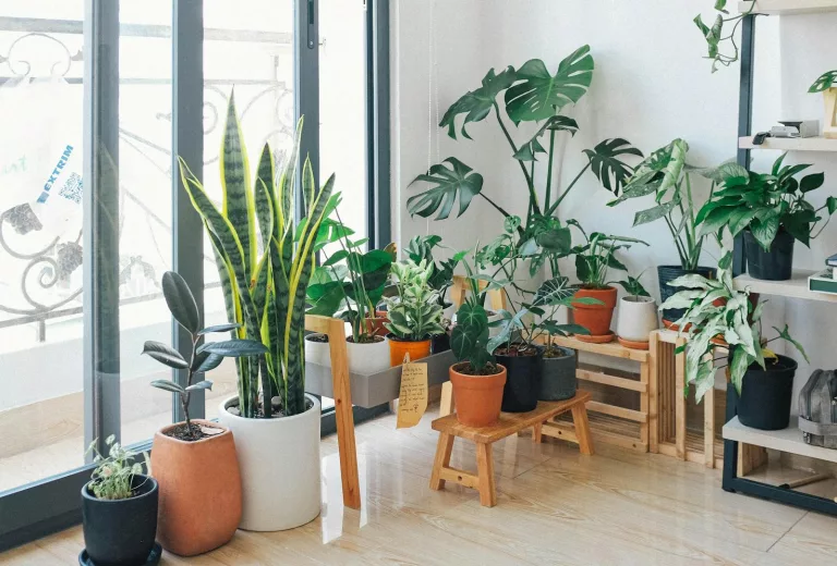 How to Grow Indoor Plants
