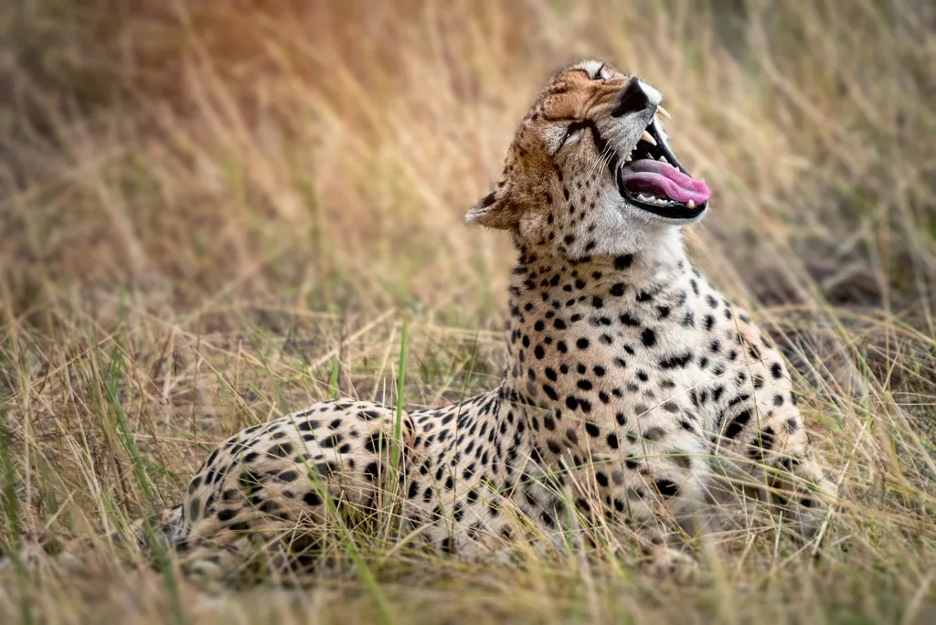 16 Remarkable Facts About Cheetahs That Will Surprise You