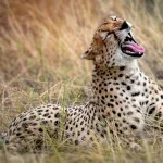 16 Remarkable Facts About Cheetahs That Will Surprise You