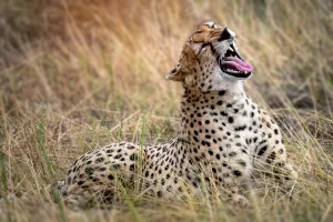 16 Remarkable Facts About Cheetahs That Will Surprise You