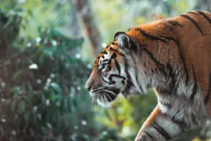 14 Interesting Facts About Tigers That Will Captivate You
