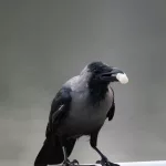 16 Remarkable Facts About Crows That Will Surprise You