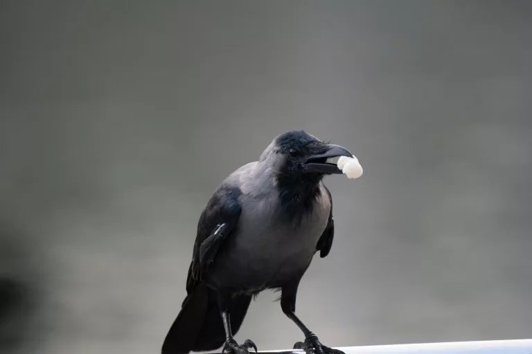 16 Remarkable Facts About Crows That Will Surprise You