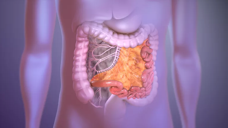Mesentery: What Is It, Its Functions, and How It Impacts Your Health