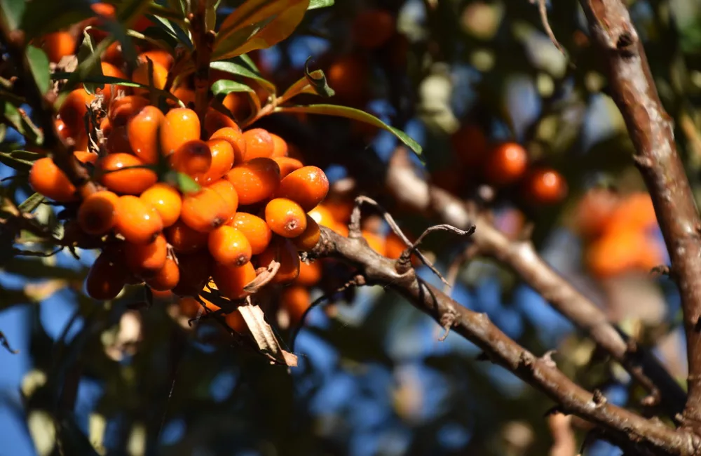 Sea buckthorn berries