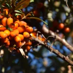 15 Amazing Benefits of Sea Buckthorn Berries