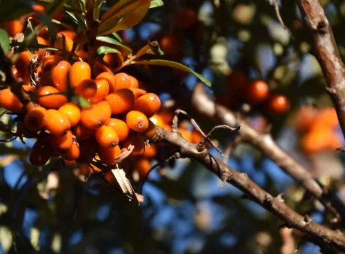 Sea buckthorn berries