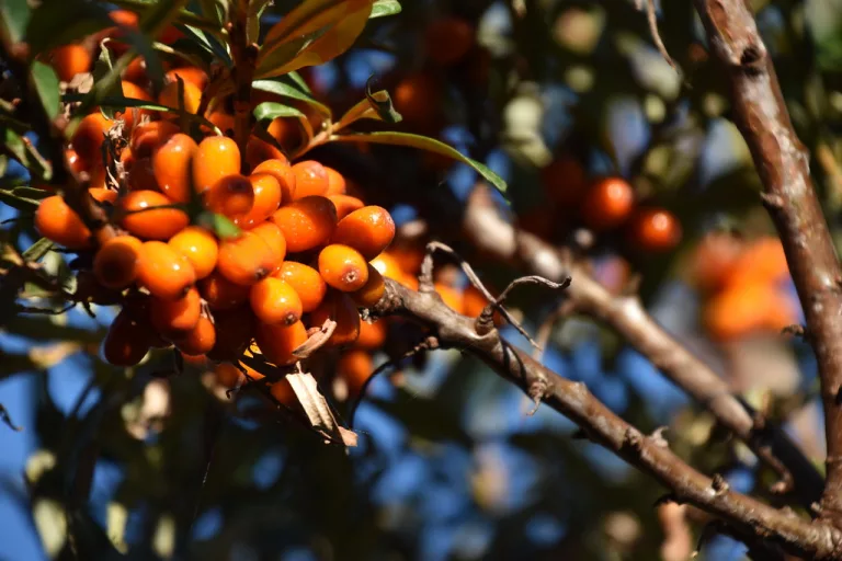 15 Amazing Benefits of Sea Buckthorn Berries