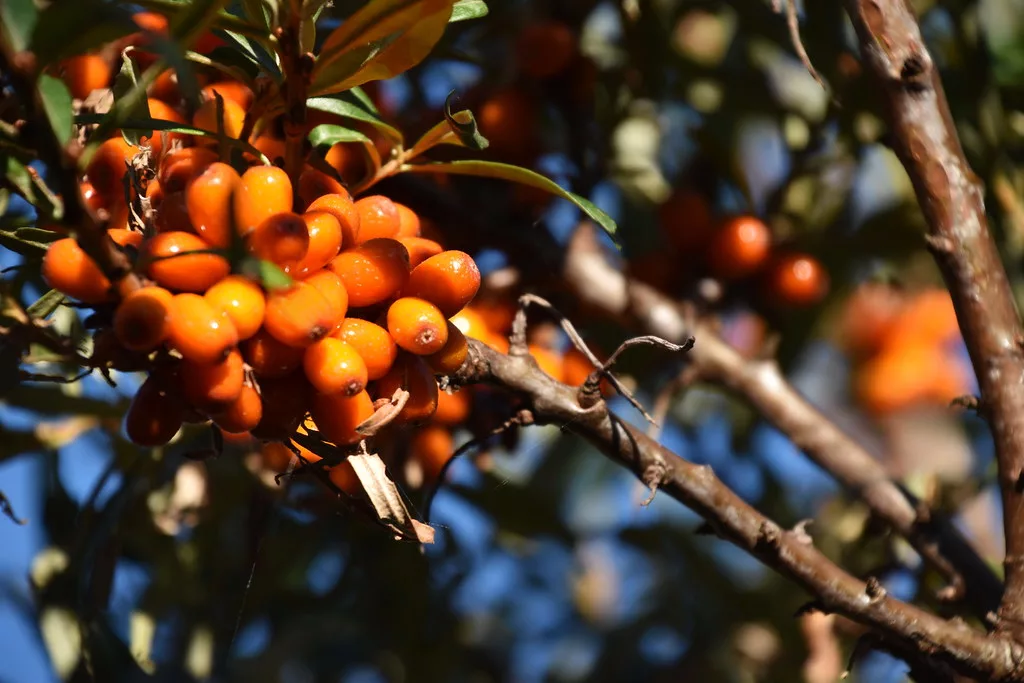 15 Amazing Benefits of Sea Buckthorn Berries 1 Sea buckthorn berries