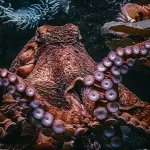 16 Fascinating Facts About Octopuses You Probably Didn’t Know