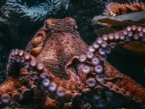 16 Fascinating Facts About Octopuses You Probably Didn’t Know
