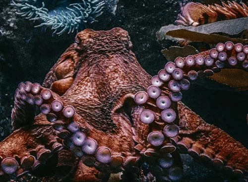 Octopuses