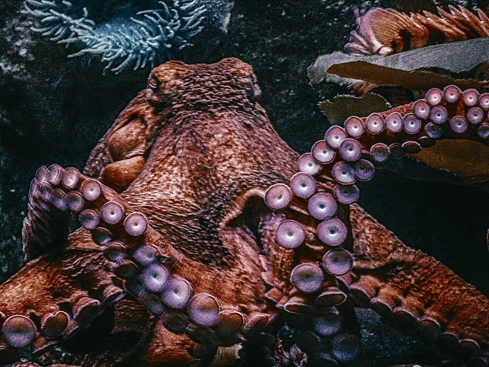Octopuses