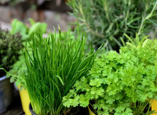 How to Grow Your Own Herbs