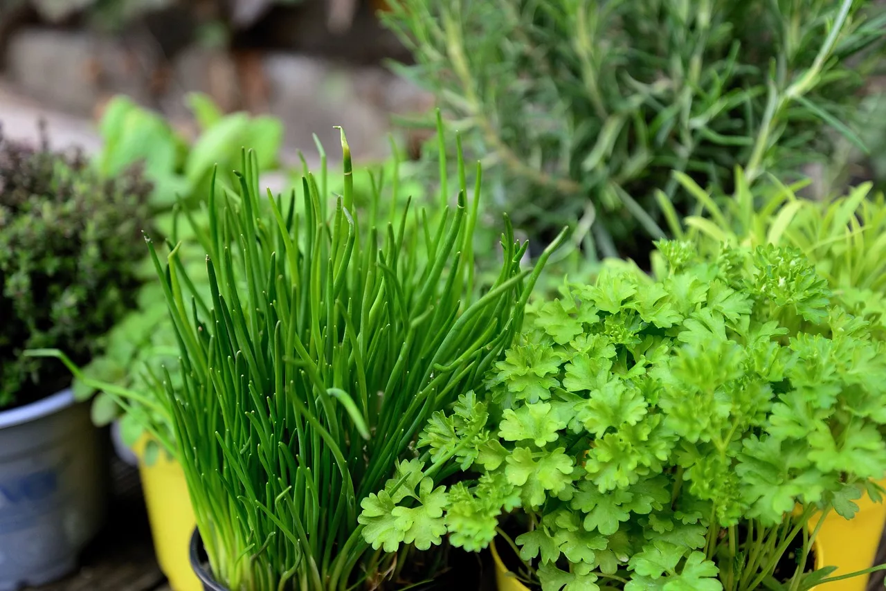 How to Grow Your Own Herbs