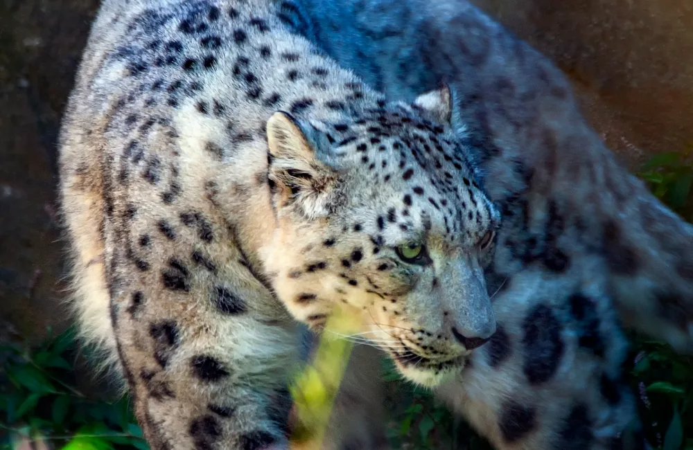 snow leopard