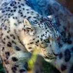 15 Astonishing Facts About Snow Leopards That Will Surprise You