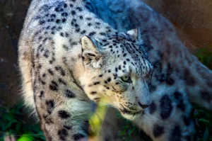 15 Astonishing Facts About Snow Leopards That Will Surprise You