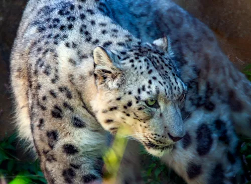 snow leopard