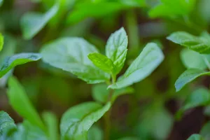 20 Respiratory Health Benefits of Peppermint