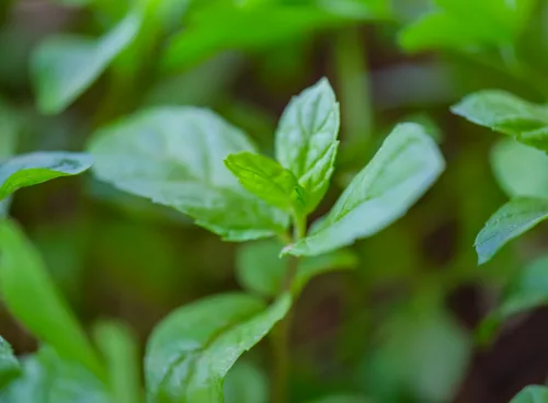 peppermint