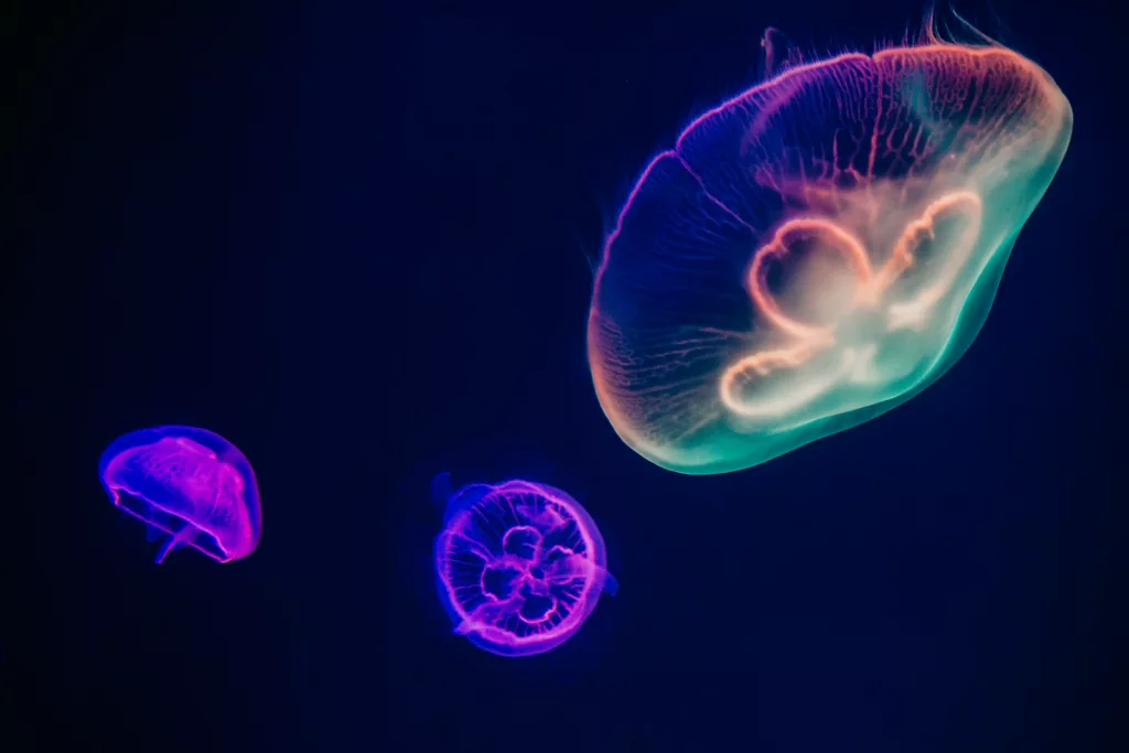 14 Surprising Facts About Jellyfish That Will Change How You See Them