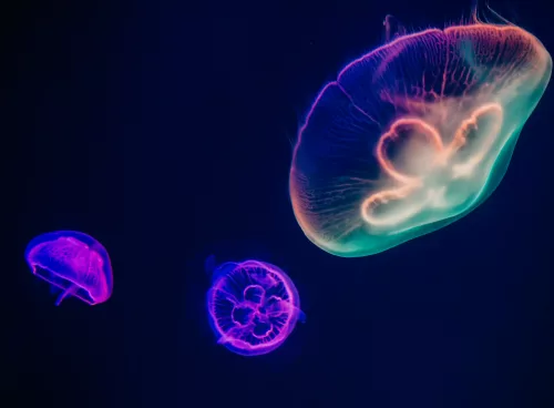 Jellyfish