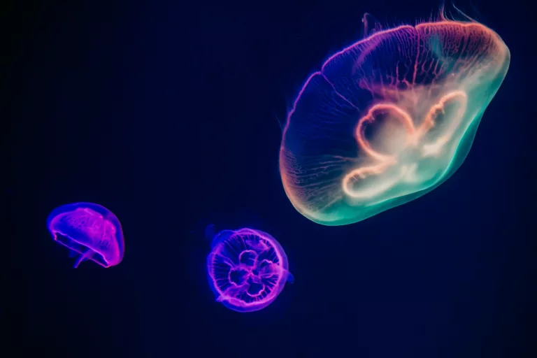 14 Surprising Facts About Jellyfish That Will Change How You See Them