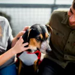 15 Most Dog-Friendly Cities in America
