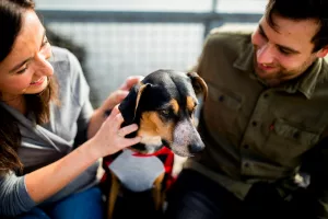 15 Most Dog-Friendly Cities in America