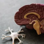 Glymphatics: How Your Brain Cleans Itself During Sleep