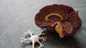 Glymphatics: How Your Brain Cleans Itself During Sleep