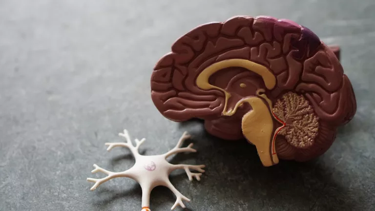 Glymphatics: How Your Brain Cleans Itself During Sleep