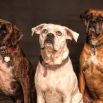 Top 20 Dog-Friendly Hotels in the US