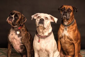 Top 20 Dog-Friendly Hotels in the US